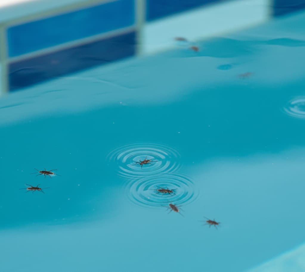 Pileta con bichitos en el agua Pileta con bichitos en la superficie del agua debido a la falta de cloro y mantenimiento.